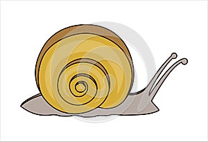 Snail, side view. Symbol of slowness. Modern flat  illustration. photo