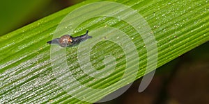 Snail, Sinharaja National Park Rain Forest, Sri Lanka