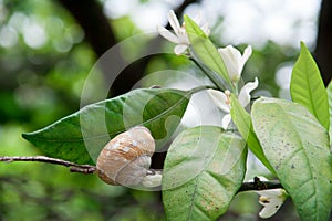 A snail sits on blossoming tree branch