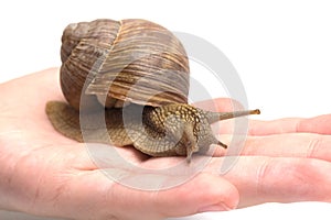 Snail sits on the hand, isolated on a white background