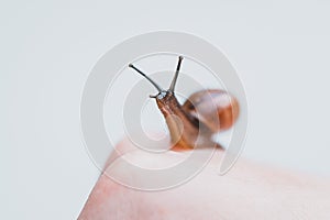The snail sits on the hand and looks into the eyes