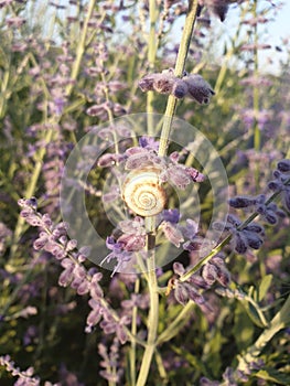 Snail sits on purple flowers