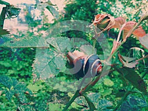 The snail sits on the rose bush.