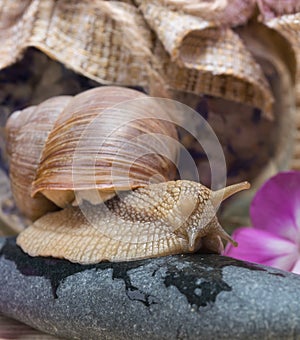 Snail sits on a stone, background for spa treatments