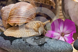 Snail sits on a stone for spa treatments with a pink flower