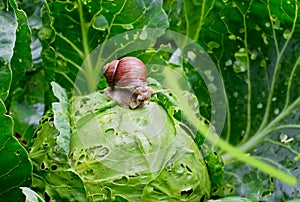 Snail is sitting on cabbage in the garden