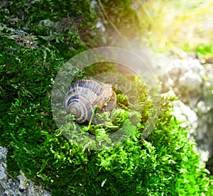 Snail sitting on green moss