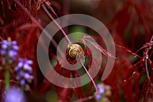 Snail sitting on Red foliage of the weeping Laceleaf Japanese Maple tree Acer palmatum in garden