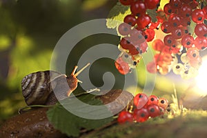 the snail sitting on the stone reaches for the berries of red currants