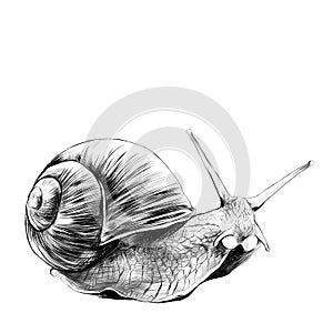 Snail sketch vector graphics