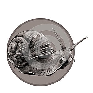 The snail sketch vector graphics