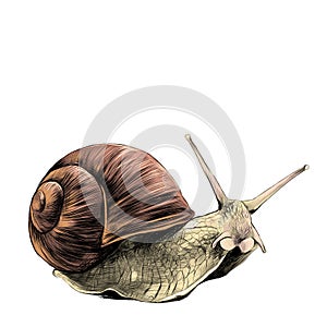 The snail sketch vector