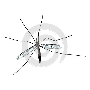 The snail sketch vector graphics