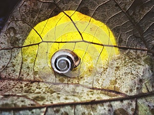 Snail sleeping on an old leave.