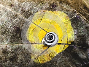 Snail sleeping on an old leave.