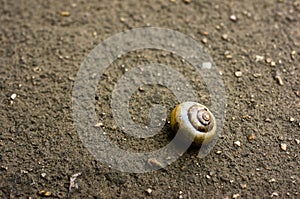 A snail