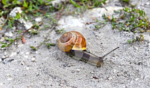 A snail slides along the texture of the sand. A small mollusk snail with a light brown striped shell crawls along the sandy soil.