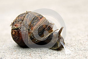 Snail with slime