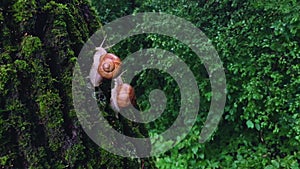 Snail Slime. Close up footage of Snails crawling along the Trunk of a Tree.