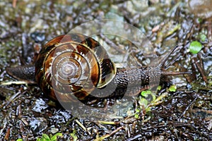 Snail Slithering Across The Forest Floor