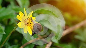 A snail slithering on a yellow jacoba flower