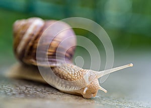 Snail Slow