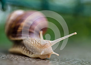 Snail Slow