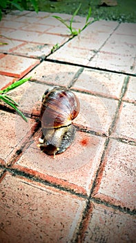 Snail a slow animal