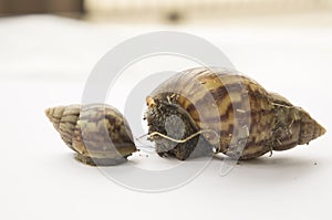 Snail slow animal closeup walk nature slime concept