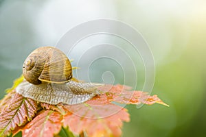 Snail slow crawling on leaf, close up isolated