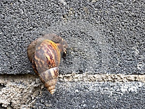 A snail slow move on concrete wall