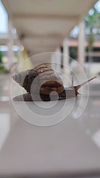 Snail slow walking in my office