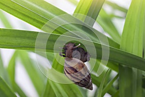 The snail is slowly climbing on the leaf with sunlight in the garden.