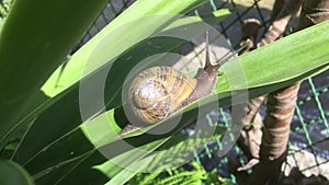 Snail slowly crawling on a dracena leaf