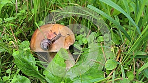 The snail is slowly crawling on the mushroom cap. Penny Bun mushroom or Porcino Boletus edulis