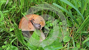 The snail is slowly crawling on the mushroom cap. Penny Bun mushroom or Porcino Boletus edulis