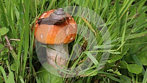 The snail is slowly crawling on the mushroom cap. Red-capped Scaber Stalk Leccinum aurantiacum