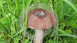 The snail is slowly crawling on the mushroom cap. Rough-stemmed Bolete mushroom or Scaber Stalk or Birch Bolete Leccinum scabrum