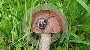 The snail is slowly crawling on the mushroom cap. Rough-stemmed Bolete mushroom or Scaber Stalk or Birch Bolete Leccinum scabrum