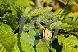 Snail slowly creeps on the leaves of a plant