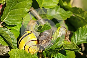 Snail slowly creeps on the leaves of a plant.