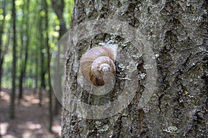 Snail slowly creeps up to the tree