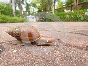 Snail slowly moving walk in garden success concept