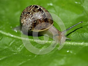 Snail slug