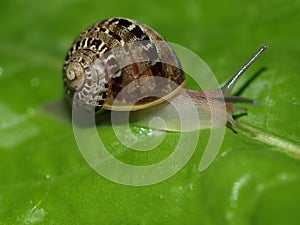 Snail slug