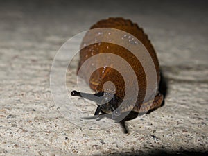 A snail or slug. Close-up picture
