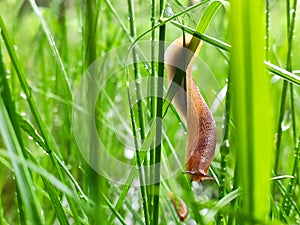 Snail slug on the grass macro closeup