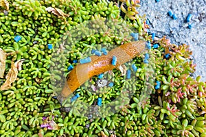 Snail with slug pellets