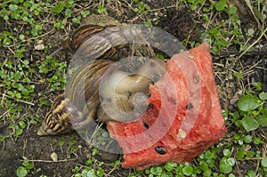 Snail slug slow grass closeup nature ground concept