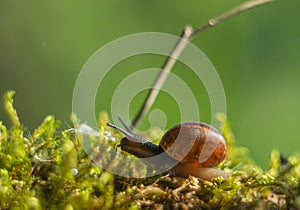 Snail small